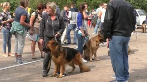 Немецкие Овчарки на Выставке собак. German Shepherd Dogs in Show.