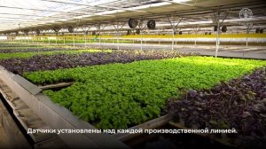 Передовой опыт цифрового сельского хозяйства - Аквапоника: Одновременное выращивание рыбы и зелени