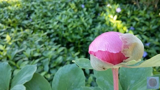 Медитация. Принятие Себя | Урок Души Самоуважение, Искусство грациозного Принятия | 72 минуты смотреть онлайн