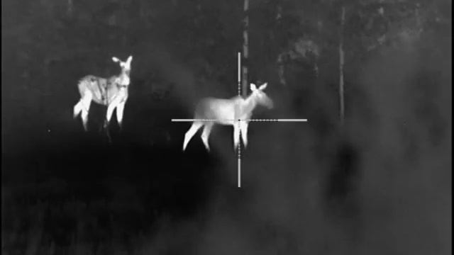 Вышли лоси! При охоте на кабана вышли лоси! Лось! смотреть онлайн