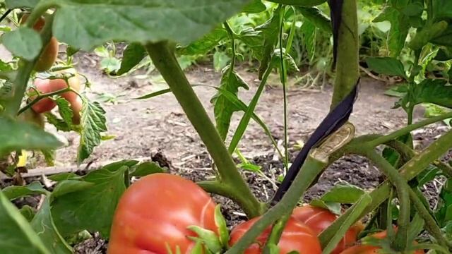 Томат Кунео гигантская груша (Cuneo Giant Pear)! Полный видео обзор смотреть онлайн