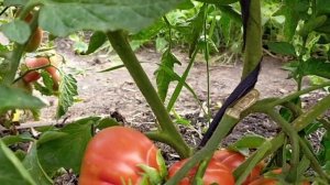 Томат Кунео гигантская груша (Cuneo Giant Pear)! Полный видео обзор