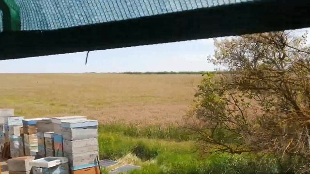Заливают мёдом, даёт эспарцет, не успеваю расширять. 3-тье июня 2022г. смотреть онлайн