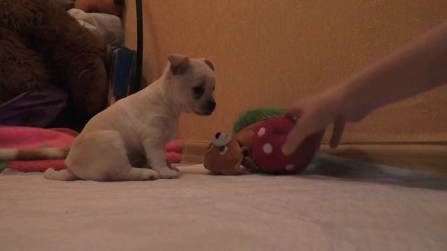 Щенок Чихуахуа Соня привыкает к новому дому смотреть онлайн