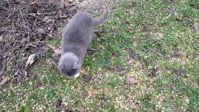 #266БЛАГОУСТРОЙСТВО ПРИДОМОВОЙ ТЕРРИТОРИИ/СПИЛИЛИ ВИШНИ смотреть онлайн