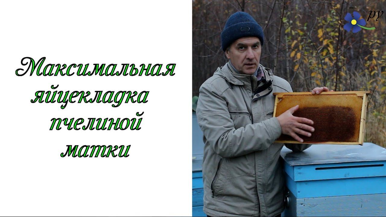 Максимальная яйцекладка пчелиной матки: 8 тысяч - не предел! смотреть онлайн