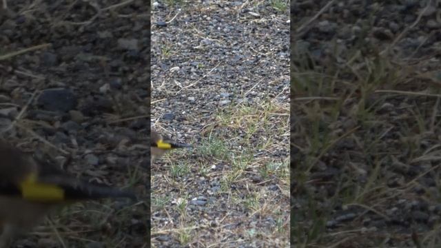 Китайская зеленушка смотреть онлайн