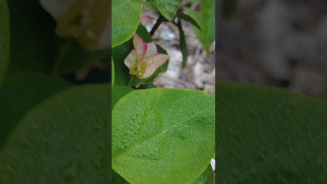 Bougainvillea can change color, did you know ? смотреть онлайн
