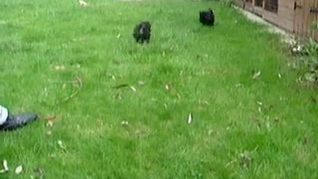 Affenpinscher pups at play смотреть онлайн
