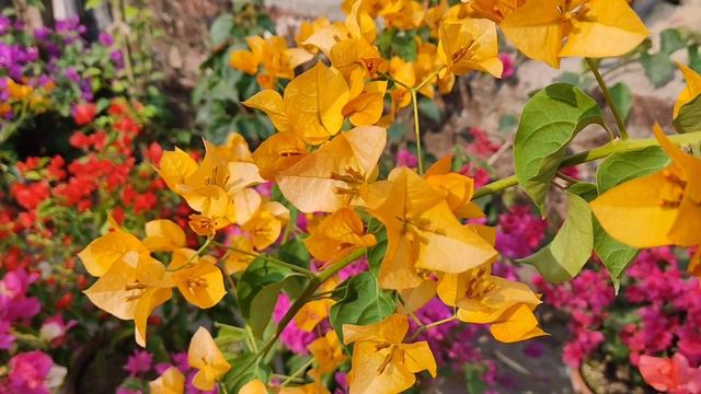 Bougainvillea... I'd__CALIFORNIA GOLD