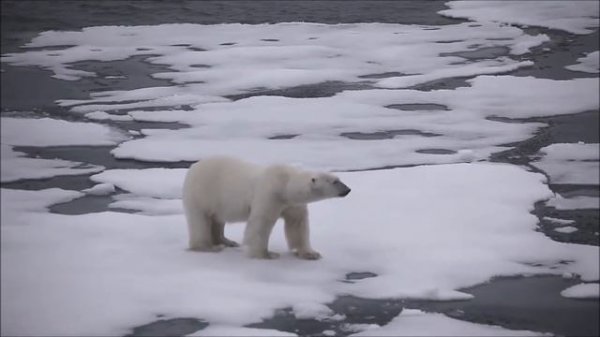 All About Polar Bears for Kids: Polar Bears for Children - FreeSchool