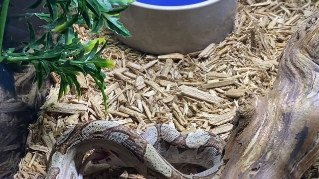 Let's Feed Some Boas (10/6/20) Plus Ball Python Update смотреть онлайн