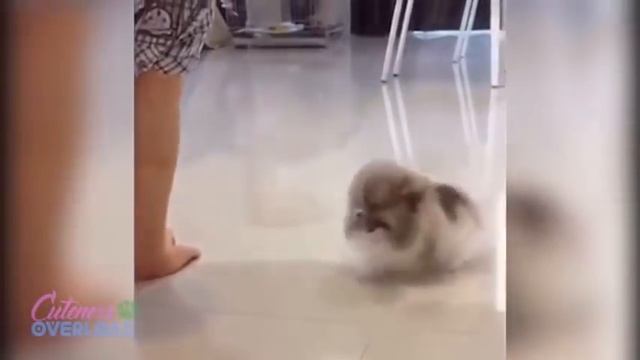 REGALO CUCCIOLI DI POMERANIA TOY VOLPINO (MOLTI COLORI) смотреть онлайн