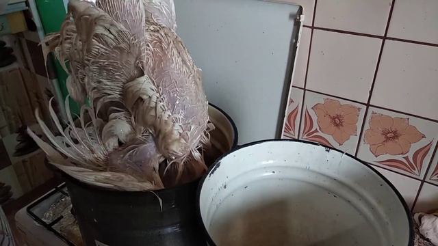 Перощипальная машинка в действии. Как опщипать бройлера смотреть онлайн