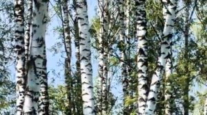 Русская народная песня «Во поле берёза стояла»