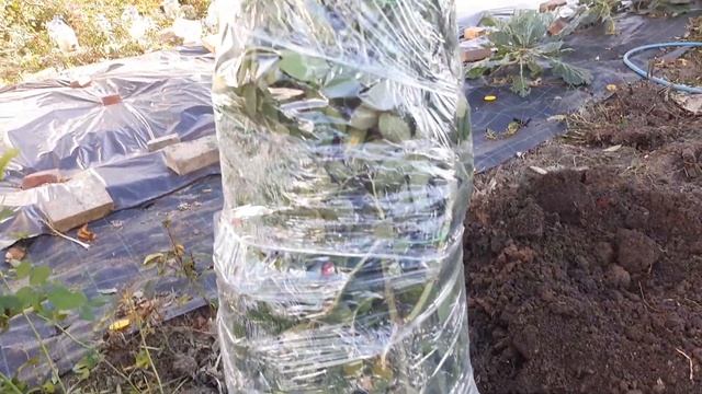 Пересадка плетистой розы,с сохранением 2 метровых побегов смотреть онлайн