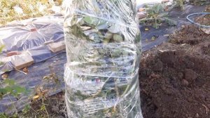 Пересадка плетистой розы,с сохранением 2 метровых побегов