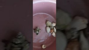 СМОТРИ!!!! КАК УДАЛИТЬ ЗЕЛЕНЫЙ НАЛЕТ С АКВАРИУМНЫХ ДЕКОРАЦИЙ!