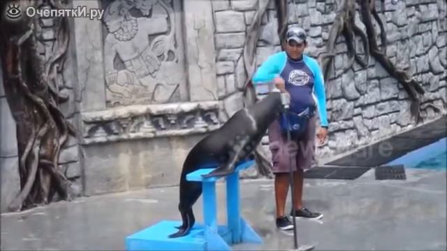 Поющий морской лев смотреть онлайн