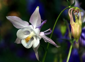 «Аквилегия или водосбор» РЕЛАКС АРТ-ТЕРАПИЯ ИМПРОВИЗАЦИЯ композитор Виктор Анохин #instrumentalmusic