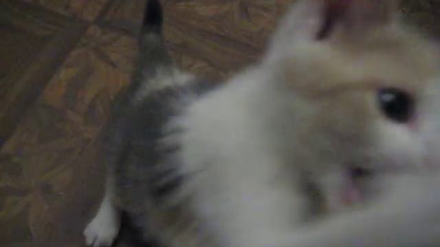 Котенок Люси, 5 день дома смотреть онлайн