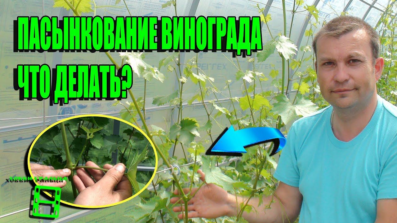 ВСЕ О ПАСЫНКОВАНИИ ВИНОГРАДА. ЗЕЛЕНЫЕ ОПЕРАЦИИ. ВЫРАЩИВАНИЕ ВИНОГРАДА В ТЕПЛИЦЕ.СЕВЕРНЫЙ ВИНОГРАДНИК смотреть онлайн
