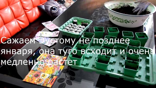 Эустома. Краткое описание и посадка семян на рассаду смотреть онлайн