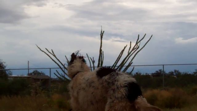 Doberman vs. Borzoi смотреть онлайн