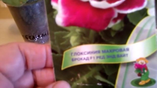 Ошибки!!!!Глоксинии из семян. смотреть онлайн