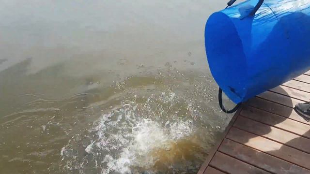 Зарыбление осетром. 510 кг. Навеска 2-3,5 кг. смотреть онлайн