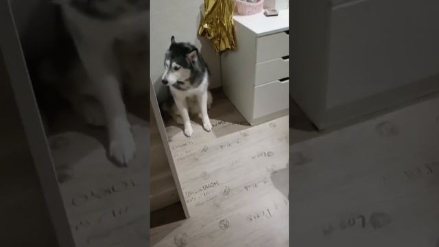 Кто в доме хозяин? смотреть онлайн