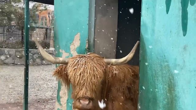 ПРЯМО СЕЙЧАС в Тайгане! Снег накрывает ПАРК ЛЬВОВ! смотреть онлайн