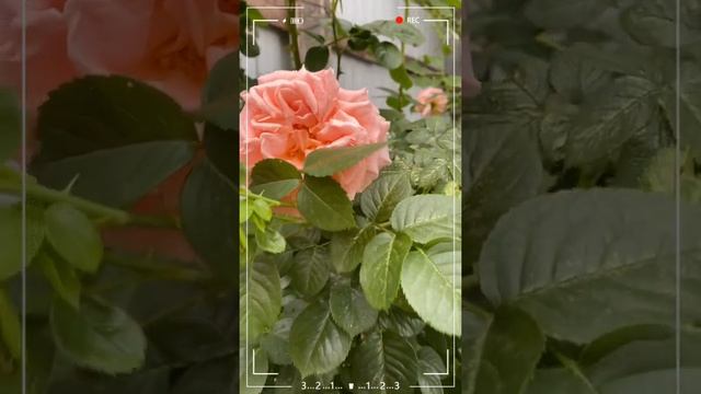 Сорванный цветок должен быть подарен. смотреть онлайн