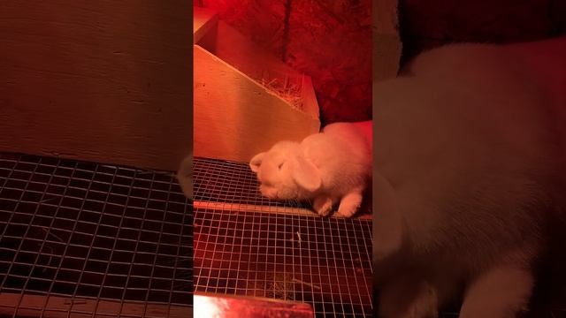 Cute Sleeping Bunny Waking Up смотреть онлайн