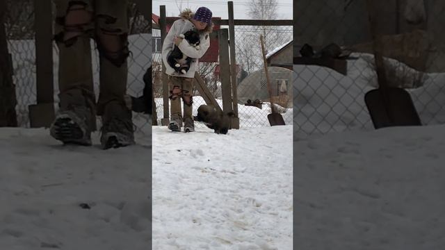 Как растёт Кавказская овчарка