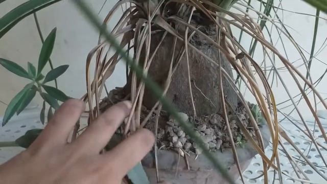 sharing & cleaning my bigger PONYTAIL PALM (Beaucarnea recurvata) tree's BONSAI смотреть онлайн