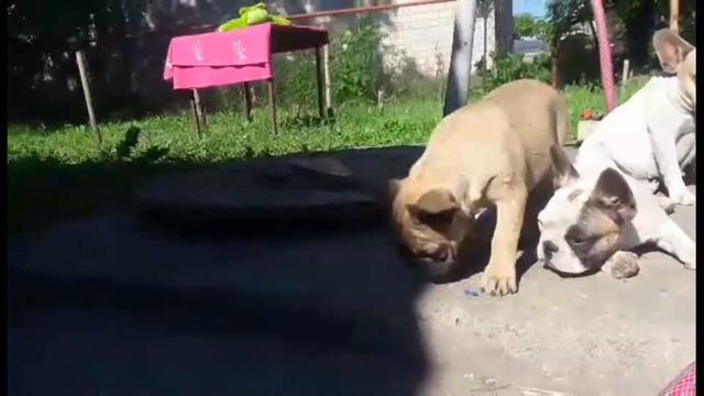 Палевая дама смотреть онлайн