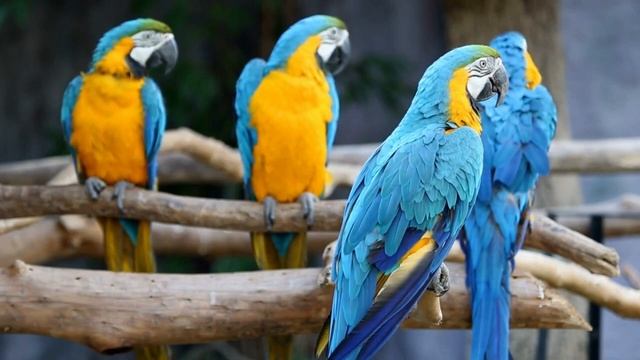 Я мечтала о морях и кораллах (кавер) Тамара Давыдова