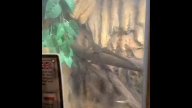 Экскурсия в зоопарк Венгрия . Фантастические детские эмоции смотреть онлайн