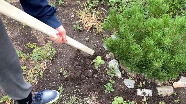 Купила чудо-инструмент! Тестирую плоскорез. Долой лопаты, грабли и тяпки! смотреть онлайн