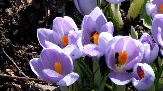 2012 Апрель в саду пчелы