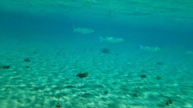 Далеко не все из нас вышли из воды, многие предпочли остаться... смотреть онлайн