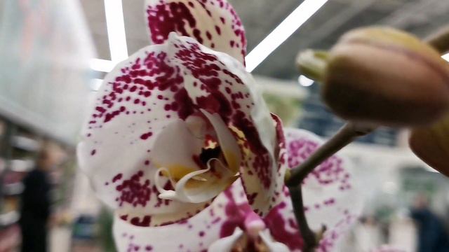 Леруа Мерлен 🌺Бескрайние праздничные витрины с цветами. смотреть онлайн