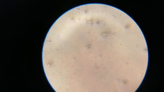 Смешиваем дрожжи, воду и сахар, получается ПЛОСКАЯ ЗЕМЛЯ! смотреть онлайн