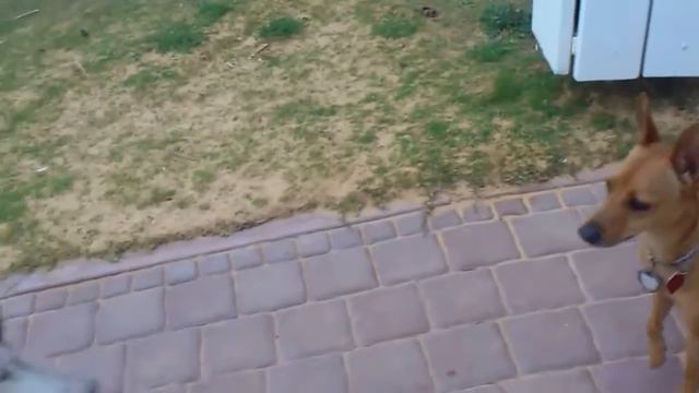 פארק כלבים .Собачий парк в Нагарии. Израиль смотреть онлайн