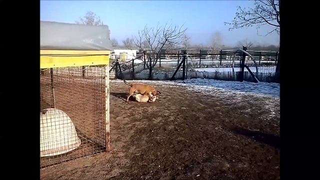 Julius-K9® Dog Adoptation - Ebárvaház смотреть онлайн