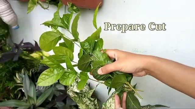 Grow Jasmin FAST// How to Grow Jasmin from Cutting with UPDATE// Arabian Jasmine Plant смотреть онлайн
