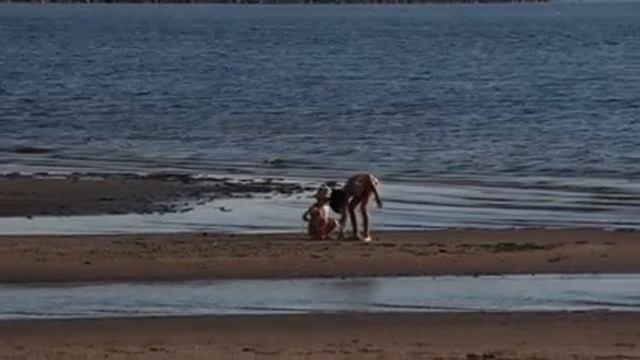 лето пляж Комарово Кронштадт смотреть онлайн