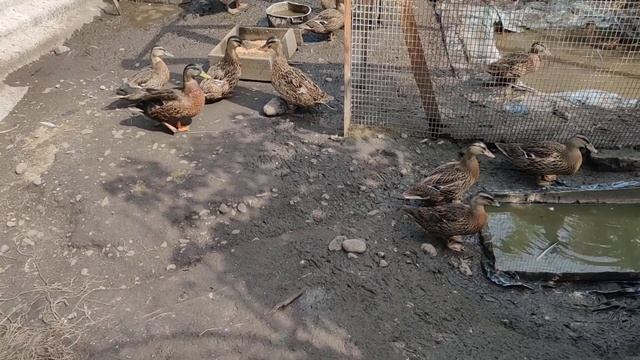 Подсадные дикие утки кряква смотреть онлайн
