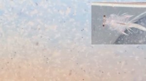 Артемия как отделить науплию от яйца